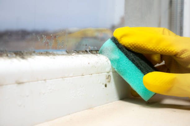 Environmental Consulting for Mold Prevention